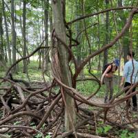 people standing behind twisty root tree